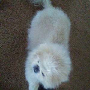 Meet your Posher, Cheryl